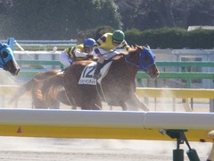 20170219 東京1R 3歳未勝利 ハッピーサンディー 19