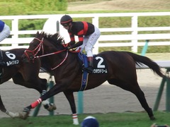 20181209 阪神9R オリオンS(1600) ホウオウドリーム 28