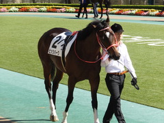 20161015 東京6R (500) ピッツバーグ 05