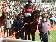 20181209 阪神9R オリオンS(1600) ホウオウドリーム 23