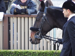 20180127 東京11R 白富士S(OP) マイネルサージュ 13