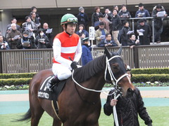 20150222 東京11R 金蹄S ショウナンアポロン 08