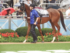 20180929 中山10R 習志野特別(1000) ホウオウパフューム 03