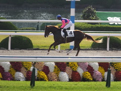 20151121京都2R 2歳未勝利 メイショウノボサン 09