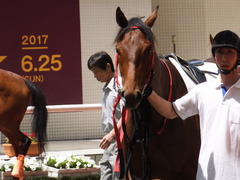 20170603 阪神3R 3歳未勝利 フェアチャイルド 14