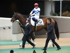 20180128 東京6R (500) プエルト 11