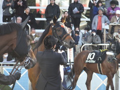 20161224 中山10R クリスマスカップ(1000) オウケンブラック 14