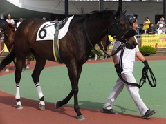 20150506 船橋競馬場 船橋10R 閃光S カベルネフラン 03