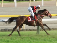 20180527 東京12R 目黒記念(G2) ホウオウドリーム 28