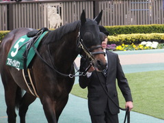 20170205 東京11R 東京新聞杯(G3) プロディガルサン 05