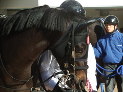 20181215 中山7R 2歳未勝利 ショウナンサジン 11