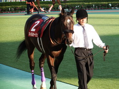 20171105 東京11R AR共和国杯(G2) マイネルサージュ 03