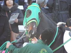 20171228 中山4R 2歳未勝利 アイコンタクト 05