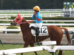 20150207 京都5R 3歳未勝利 レーヌドブリエ 22
