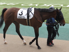 20170205 東京1R 3歳未勝利 メガポリゴン 04
