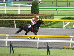 20140629 東京10R ゴールウェイ 10