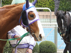 20150124 中山8R 4歳上500万下 バシニアティヴ 03