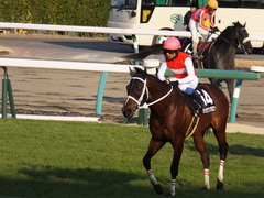 20160227 中山11R 総武S 4歳上OP ショウナンアポロン 21