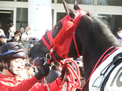 20190114 中山8R 4歳上(500) ノーザンクリス 10