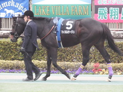 20190126 東京11R 白富士S 4歳上OP マイネルサージュ 05