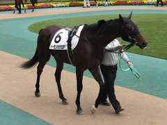 20141108 東京4R トーセンカナロア 07