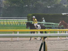 20160423 東京4R 3歳未勝利 ラルゴランド 16