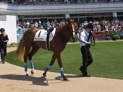 20150912 中山5R 2歳メイクデビュー ヤマニンリュウセイ 06