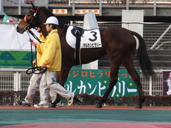20151224 大井2R 2歳新馬 マルカンヒラリー 07