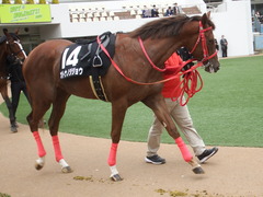 20190310 中山11R アネモネS 3歳牝馬OP オトナノジジョウ 15
