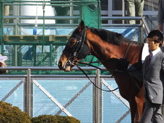 20160116 中山7R 4歳上500万下 マイネルグルマン 06