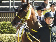 20180212 東京4R 3歳未勝利 マイティテソーロ 05