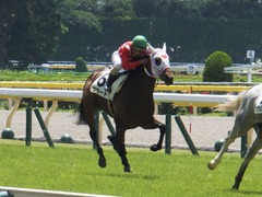 20170617 東京1R 2歳未勝利 サラート 19