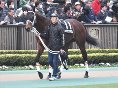 20150222 東京11R 金蹄S ショウナンアポロン 01