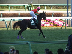 20190105 中山11R 中山金杯(G3) マイネルサージュ 16