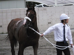 20140915 大井11R 東京記念 ユーロビート 19
