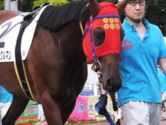 20170524 大井8R B2 マイネルグルマン 05