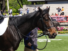 20150426 東京1R 3歳未勝利 ジュンコアー 07