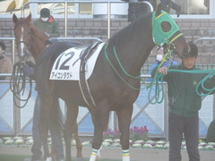 20180114 中山2R 3歳未勝利 アイコンタクト 10