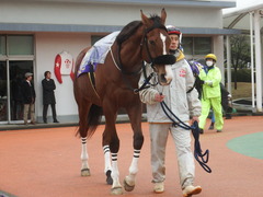 20190206 大井11R 金盃(S2) ユーロビート 12