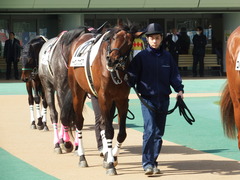 20180217 東京4R 4歳上障害未勝利 トーセンカナロア 07