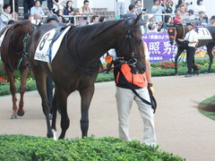 20180923 中山2R 2歳未勝利 マイネルハイボーン 07