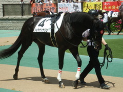 20190504 東京4R 3歳未勝利 ショウナンサジン 09