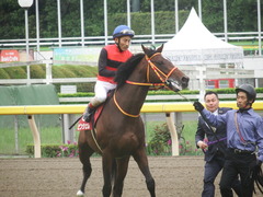 20190427 東京11R 青葉賞(G2) ピンシェル 21