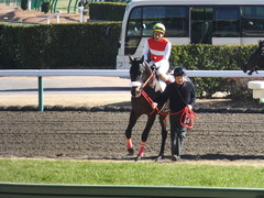 20131221 中山競馬場 ショウナンラグーン 11