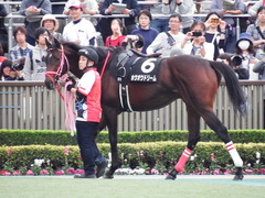 20171104 東京9R 南武特別(1000) ホウオウドリーム 10