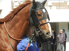 20190317 中山9R 幕張S(1600) クライムメジャー 08