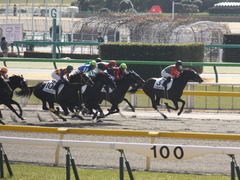 20150221 東京2R 3歳未勝利 コスモポッポ 09
