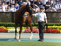 20150530 東京10R 薫風S ランドマーキュリー 10