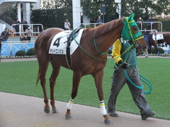 20140118 中山競馬場 ポッドコンジュ 05