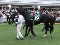 20150913 中山11R 京成杯AHC(G3) ショウナンアチーヴ 11